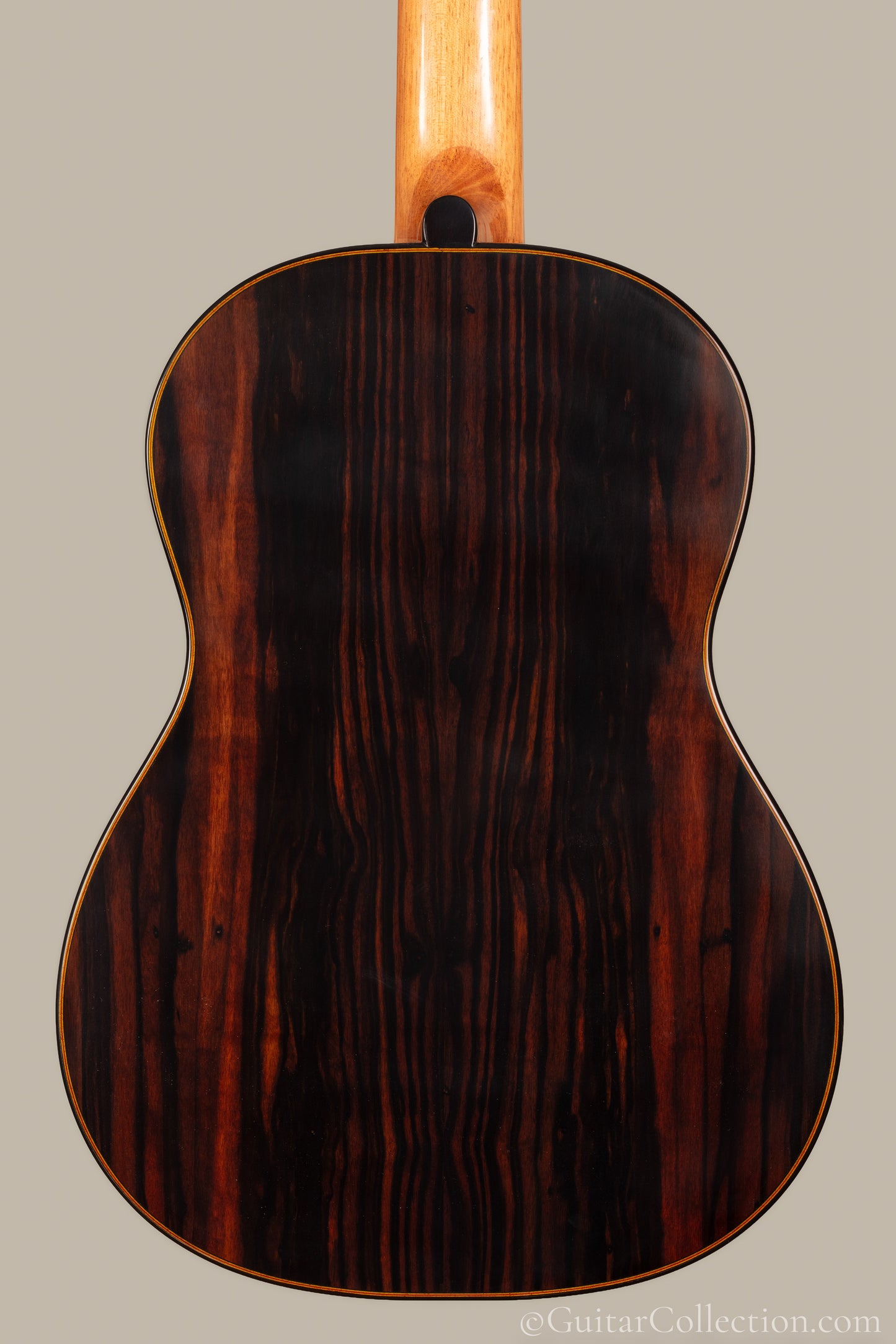 Giussani Spruce 2026